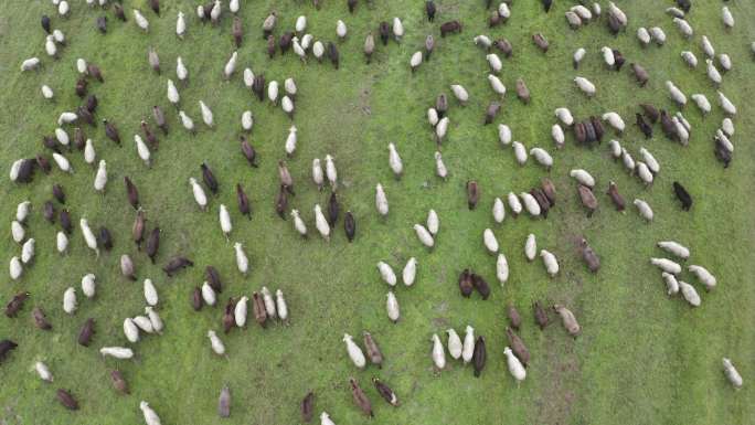 草地上羊群的鸟瞰图。