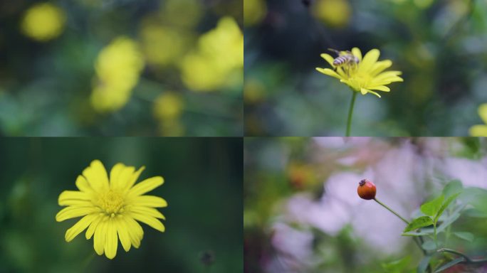 蜜蜂采蜜黄金菊