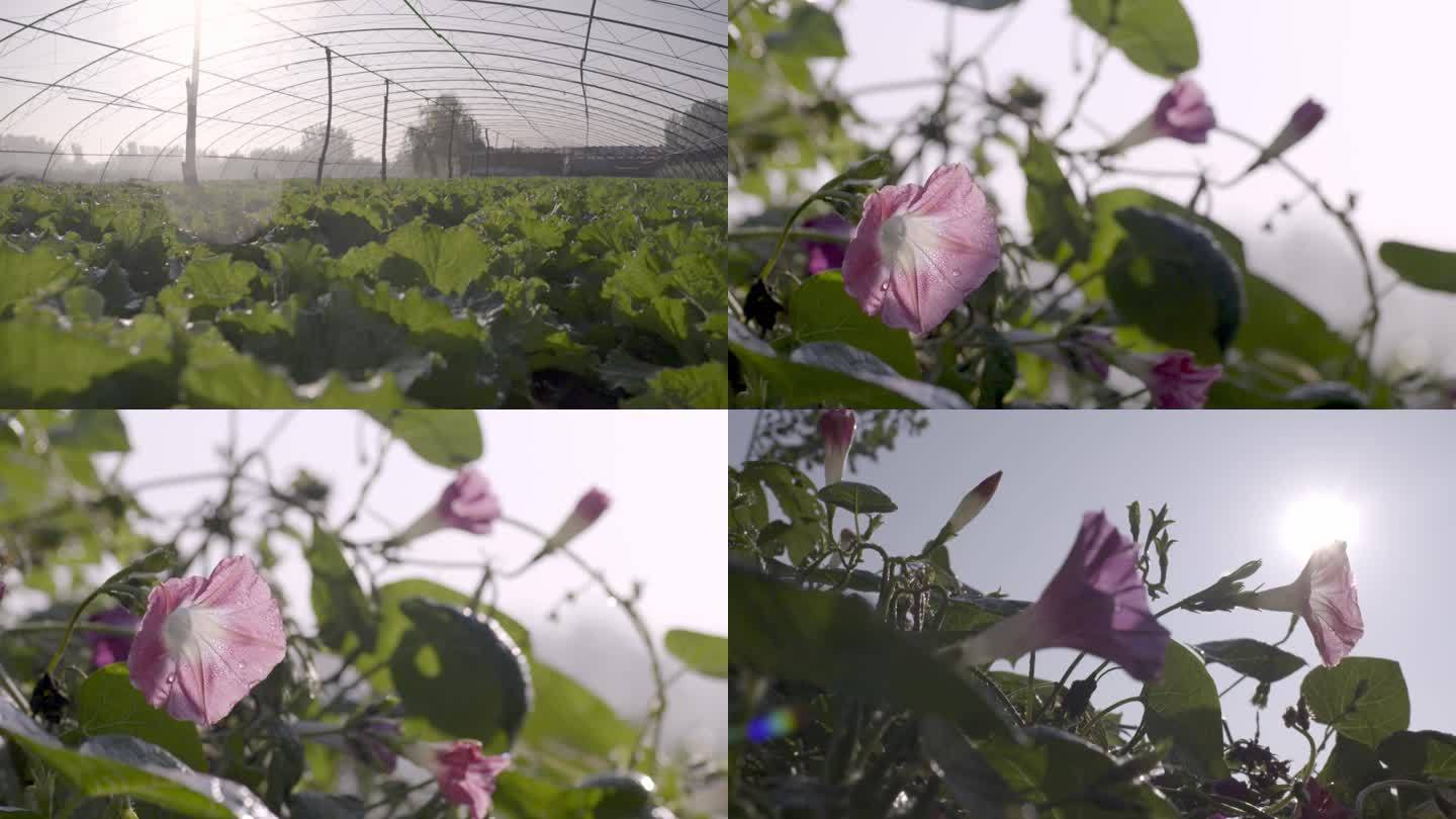 农业田地绿叶粮食牵牛花