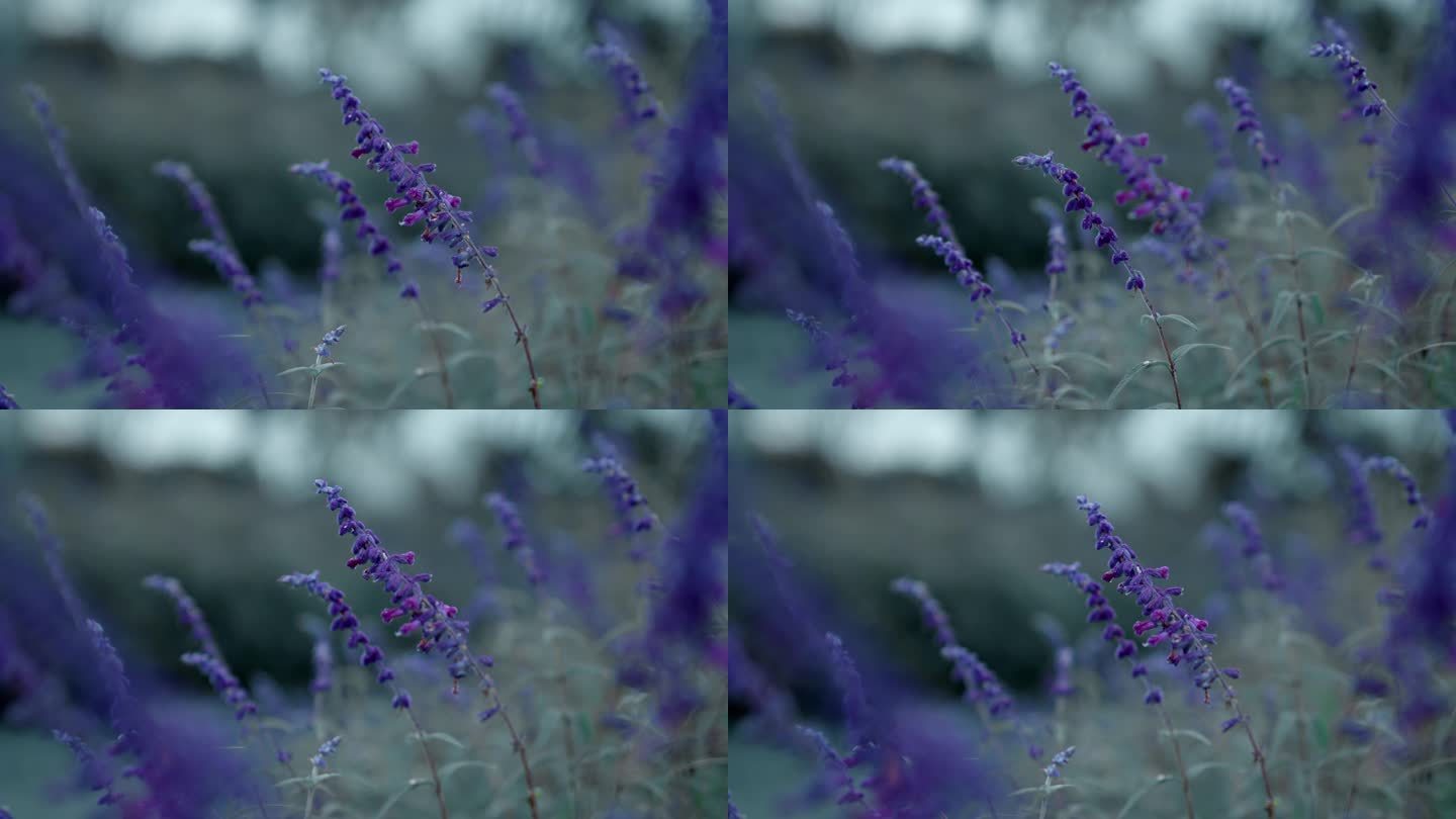 【4K原创版权】唯美紫色墨西哥鼠尾草