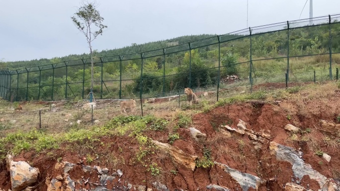 动物园 徐州九顶山野生动物园