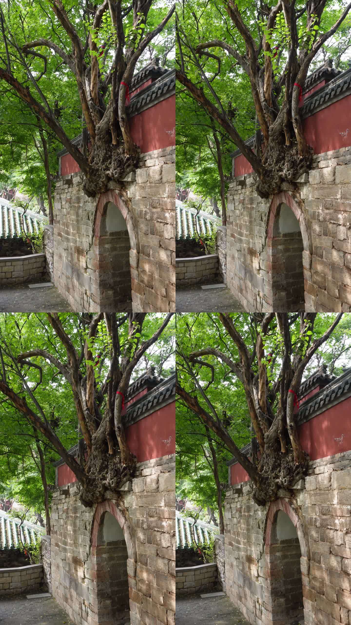 寺庙红墙绿树长在墙壁拱门上的大树顽强竖版