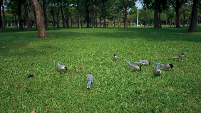 草地鸟群觅食-慢镜头