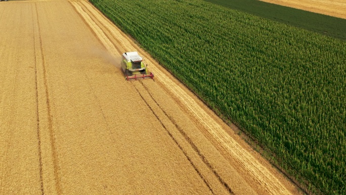 农业工程水稻谷农业丰收稻田小麦粮食耕种