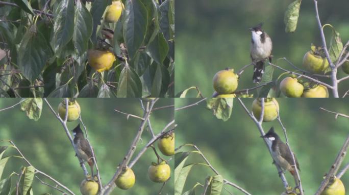 白喉红臀鹎 鸟儿 柿子 柿子成熟