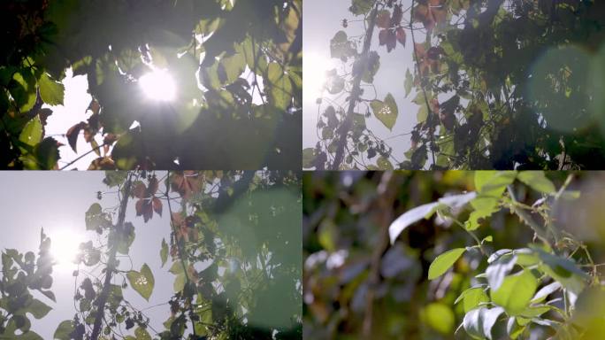 树叶树影大自然植物光影氛围