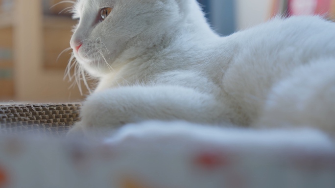 白色猫咪睡觉喝水看着屏幕打瞌睡可爱宠物
