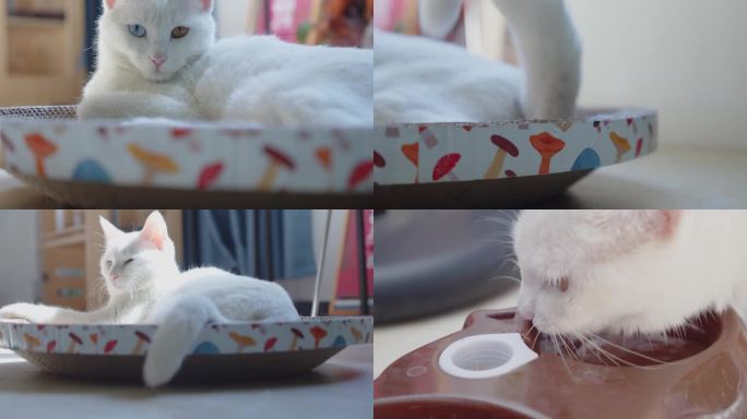 白色猫咪睡觉喝水看着屏幕打瞌睡可爱宠物