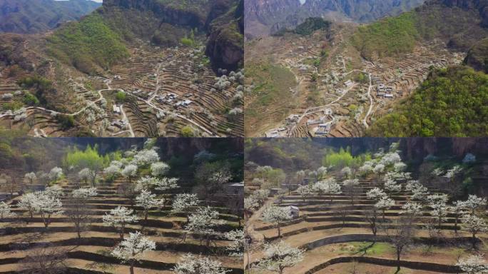 北京大滩村 梨花盛开 梨花 梨树花 赏花