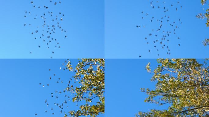 鸟儿在天空飞翔