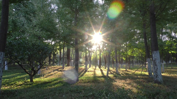 阳光透过树林丛林空气清新林间太阳升起草地