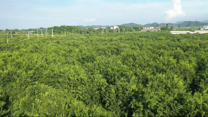 橘子种植，橘子园