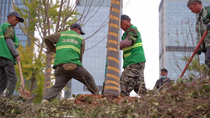 绿化养护植树之几个工人在栽树