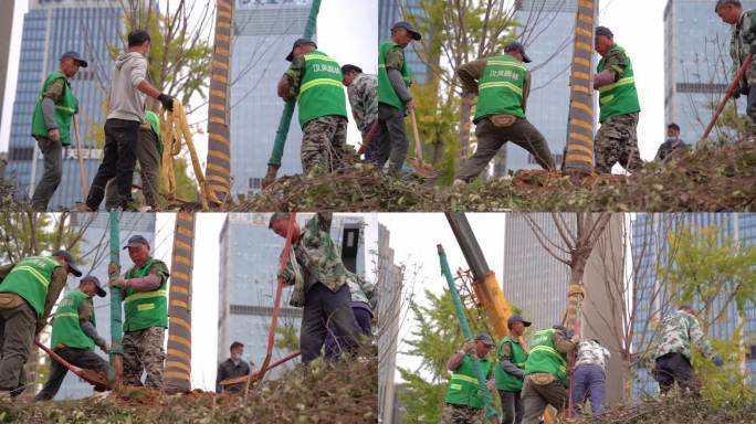 绿化养护植树之几个工人在栽树