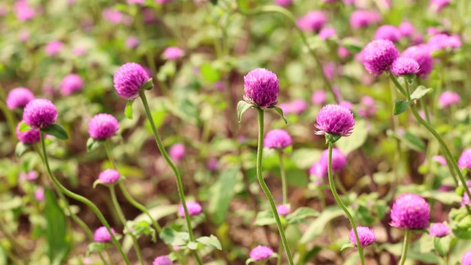 火球花千日红花瓣百日红蝴蝶蜜蜂