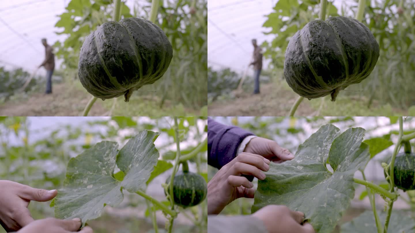 绿色蔬菜农作物南瓜瓜果植物