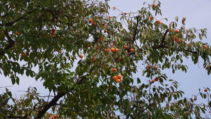 成熟的柿子挂满枝头 秋天丰收