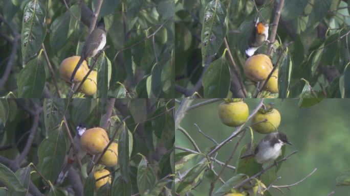 白喉红臀鹎 鸟儿 柿子 鸟吃果