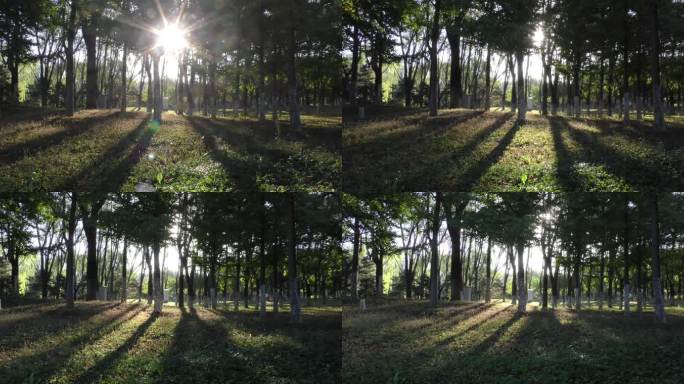 树林阳光延时树林阳光灿烂公园艺境早晨光影