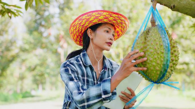 在榴莲农场，一位亚洲成年长发女性高科技农民正在用平板电脑检查榴莲，或在纸上写报告。