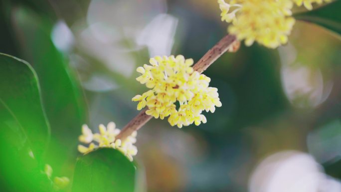 金秋桂花