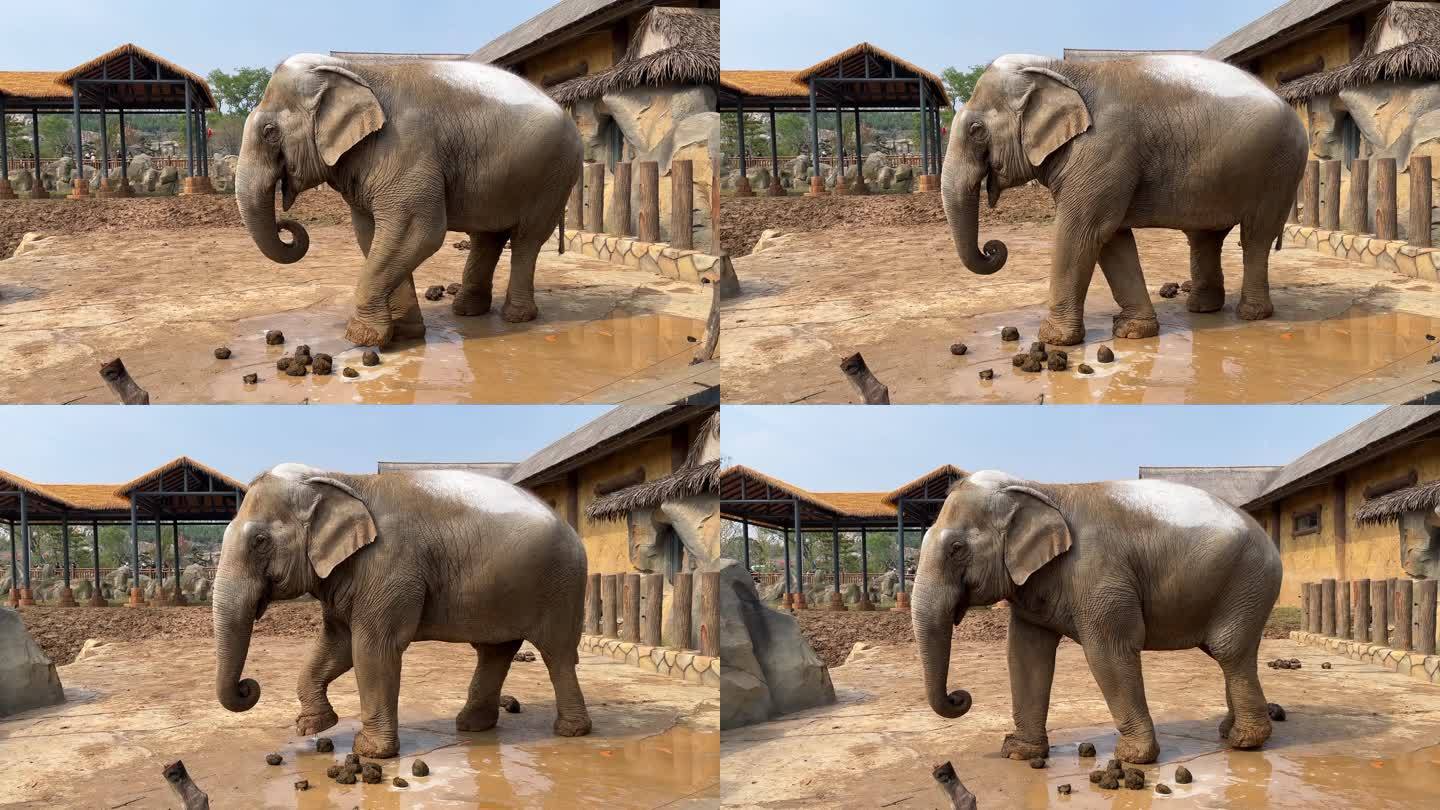 动物园大象1