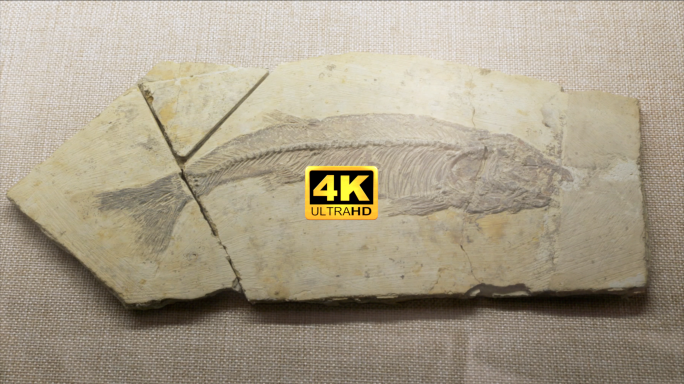 鱼化石古生物化石