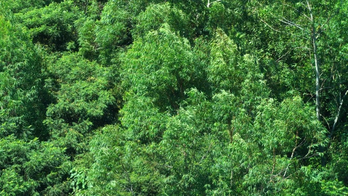 风吹树摇晃大风吹树林风吹树叶狂风吹打森林