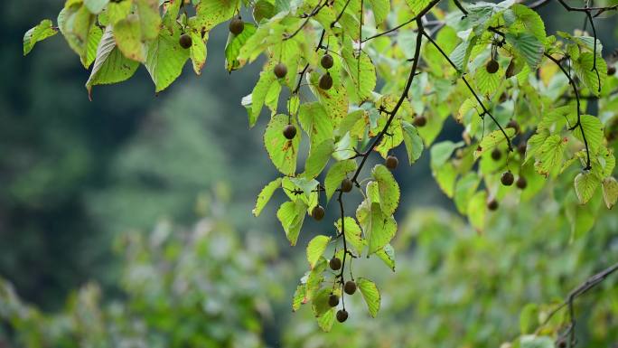 国家一级保护野生植物珙桐树果实