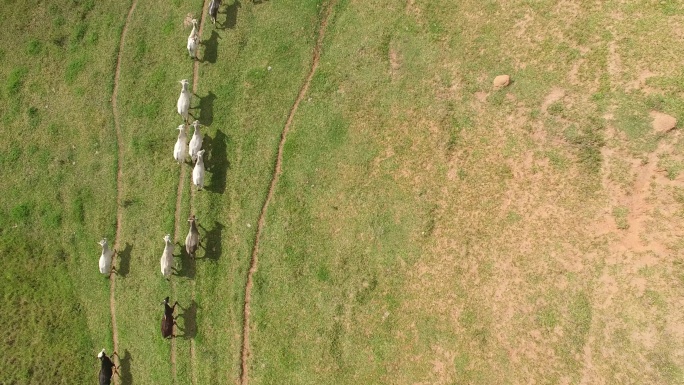 田间牛群俯视图牛羊草原放牛
