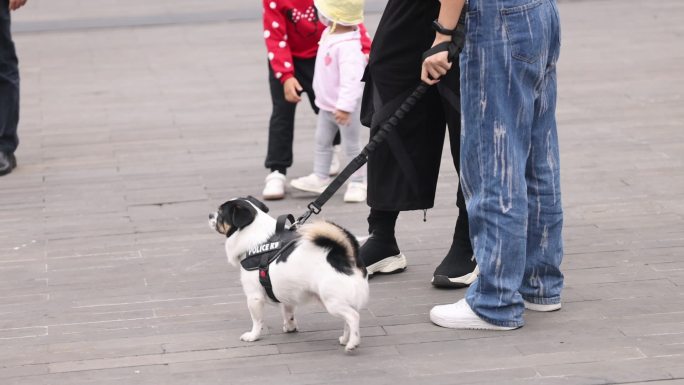 小狗牵狗绳逛街宠物街道行人步行街贵宾犬