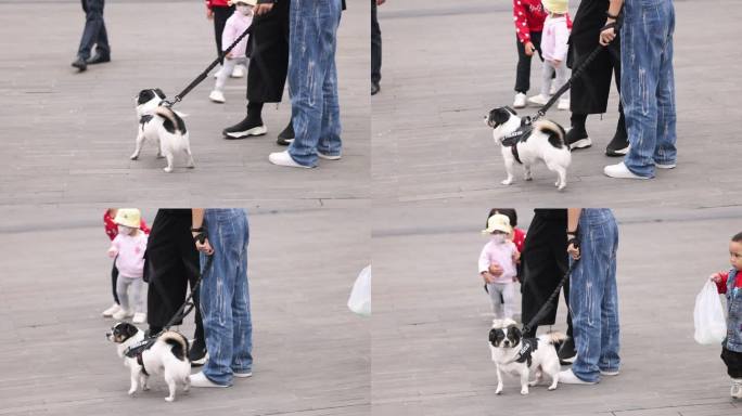 小狗牵狗绳逛街宠物街道行人步行街贵宾犬