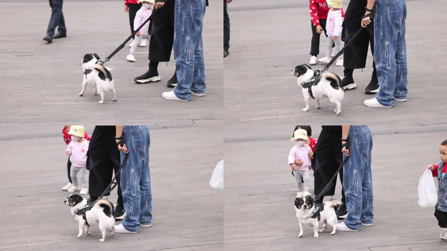 小狗牵狗绳逛街宠物街道行人步行街贵宾犬