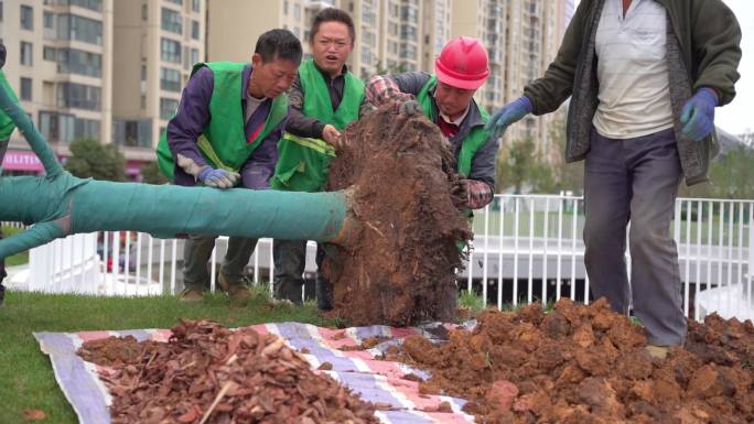 绿化养护植树之移走枯死的树