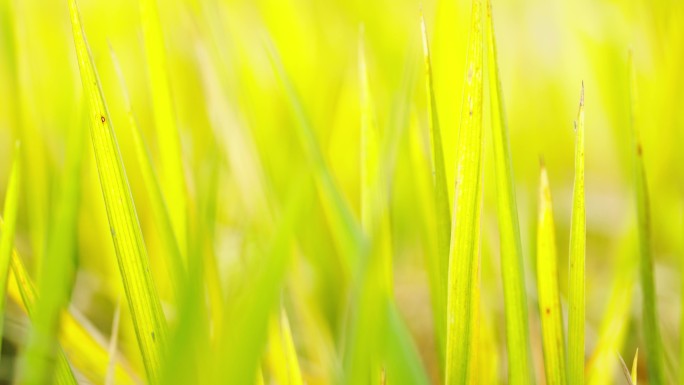 实拍水稻特写田野