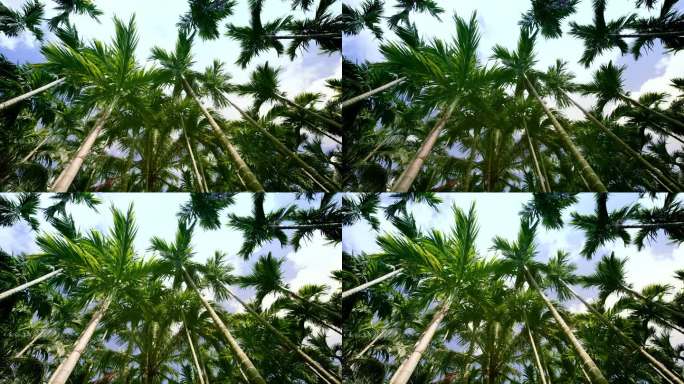 槟榔树空镜