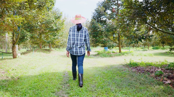 在榴莲农场，一位亚洲成年长发女性高科技农民正在用平板电脑检查榴莲，或在纸上写报告。