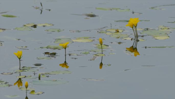 河中小花 荷花