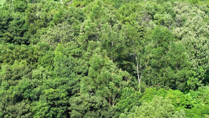 大风吹树林风吹树叶森林狂风吹打树随风摇摆