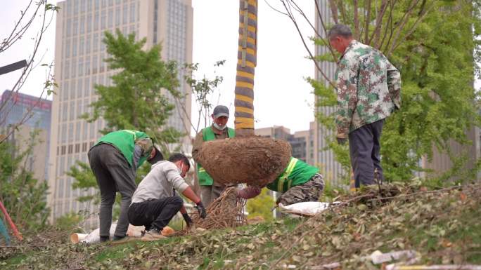 绿化养护植树之用吊车把树移入树坑