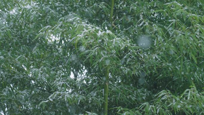 降雪竹林竹叶飘雪