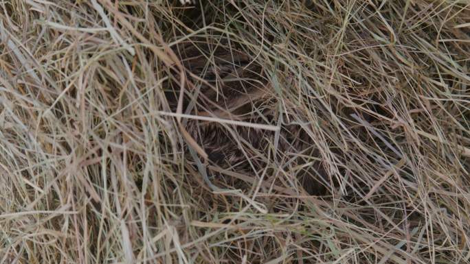 一只藏在Gras中的幼兔的特写镜头-4K超高清