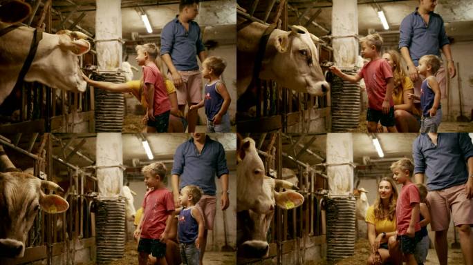 两个小男孩的父母在农场里探访奶牛