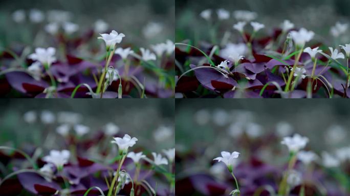 【4K原创版权】唯美洁白花朵淡紫色花蕊