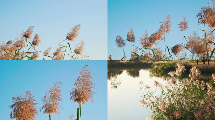 芦苇河流草本植物芦苇荡水生植物湖边景色
