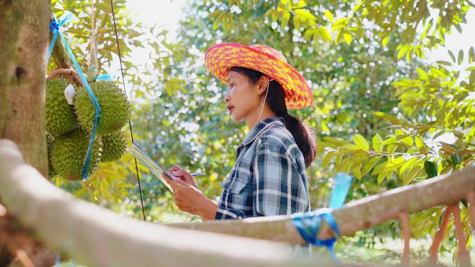在榴莲农场，一位亚洲成年长发女性高科技农民正在用平板电脑检查榴莲，或在纸上写报告。