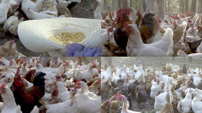 喂食公鸡母鸡鸡群家禽农场养殖