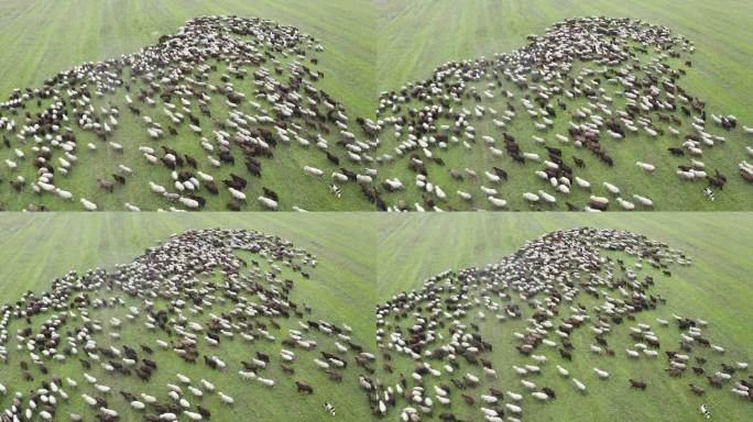 草地上羊群的鸟瞰图。