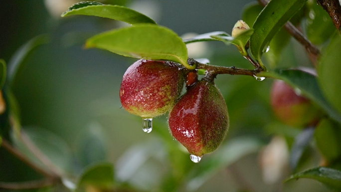 油茶果茶油果实