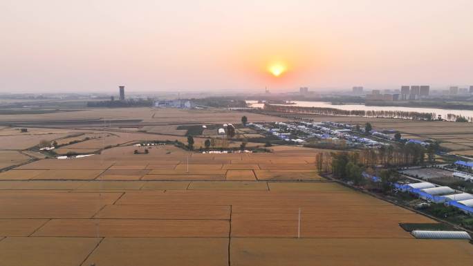 东北黑龙江哈尔滨水稻种植农业航拍